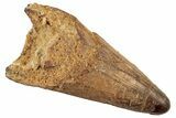 Huge, Cretaceous Fossil Crocodile Tooth - Morocco #192144-1